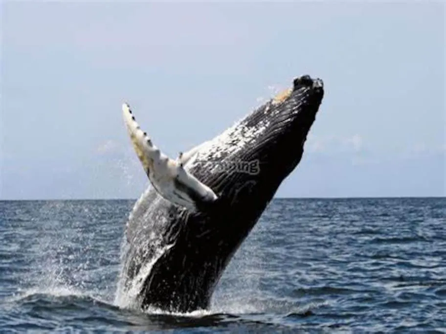 La Tuga Appartamento Stile Marinaro Sul Mare Imperia
